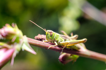 Fototapeta premium Grasshopper on leaf