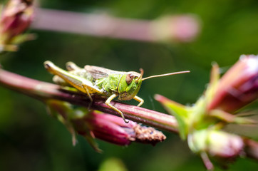 Grasshopper on leaf