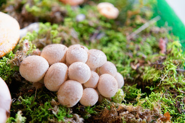 Handkea excipuliformis at mycological display of mushrooms in Mantua