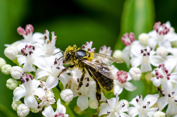 Bee covered with pollen