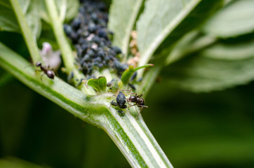 Aphids and ant