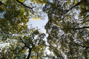 Looking up at the yellow, orange, and green tops of trees.