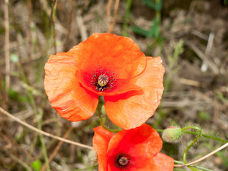 a red poppy up close in perfect light