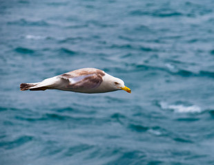 Flying Seagull