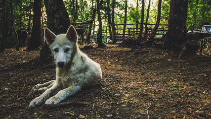 White Puppy in the wood