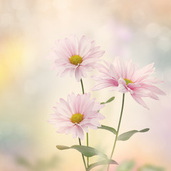 Pink flower blossom
