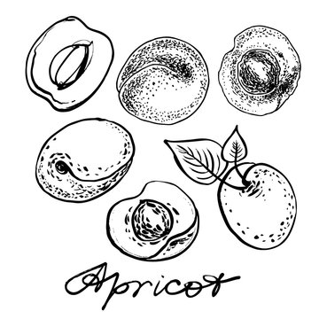 Apricot set. Graphic hand drawn vector illustration.