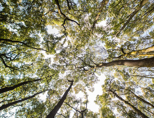 Looking up at the yellow, orange, and green tops of trees.