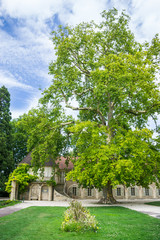 Fototapeta na wymiar Botanic Garden of Dijon, France