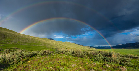 Naklejka premium Regenbogen über saftig grünem Lamar Valley mit Bison Herde im Yellowstone Nationalpark, Wyoming