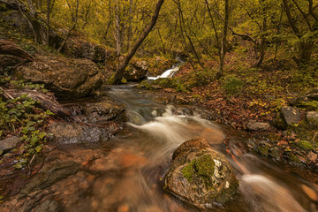 A wild forest with trees and a river. Long exposure