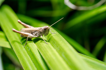 Grasshopper on leaf