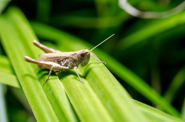 Grasshopper on leaf
