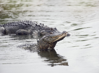 Two large alligators
