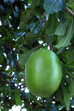 calebasse sur son arbre &agrave; l'&eacute;tat naturel 