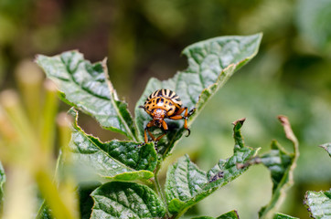 Colorado potato beetle