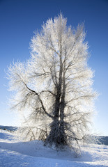 Backlite cottonwood tree with ice on branches in winter with snow on ground