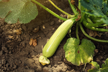 Obraz premium Summer marrow growing in the vegetable garden. Bio zucchini bush. Planting courgettes in vegetable gardening. Simple growing zucchini,ripe zucchini in the garden