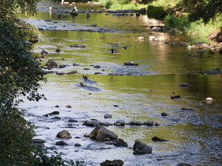 Flusslauf mit fliegenden Enten