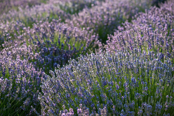 Fototapeta premium Lavender