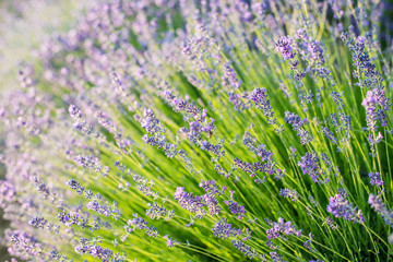 Obraz premium Lavender