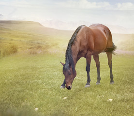 Brown  horse grazing in a field