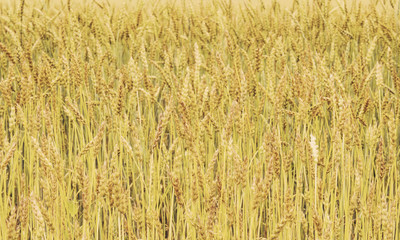 Golden ripe wheat field illuminated by rays. Background. Beautiful nature sunset landscapes. Rural scenery. Toned image