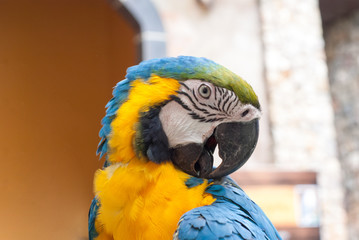 Parrots are very cute.
