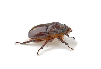 Big brown beetle on white background