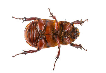 Big brown beetle on white background