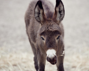 Naklejka na ściany i meble Baby donkey mule