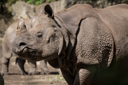 รูปภาพNashorn – เลือกดูภาพถ่ายสต็อก เวกเตอร์ และวิดีโอ7,825 | Adobe Stock