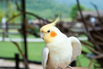 Beautiful white cockatoo