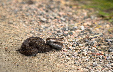 Brown female of Common European Adder, Vipera berus, on dirt road