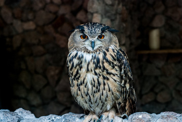 Cute owl