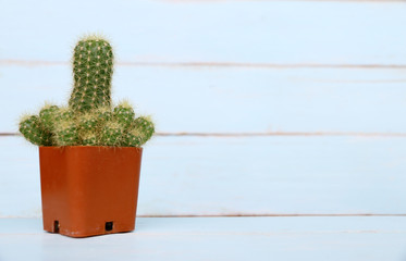 cactus on wooden table.Copy space,minimal style.