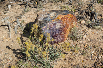 Versteinerter Baum im Escalante Petrified Forest, Utah