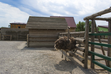 Ostrich on ostrich farm