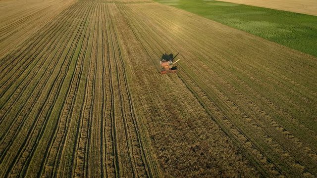 Flying over combine harvester working on the large wheat field