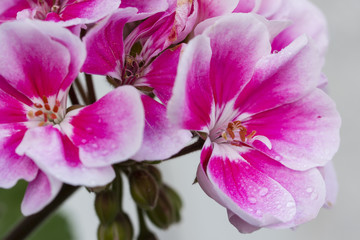 Fototapeta na wymiar Pink flowers of the pelargonium.