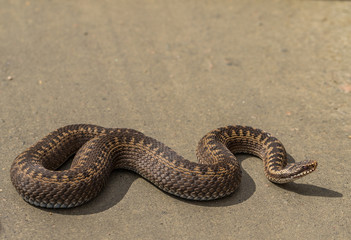 Brown female of Common European Adder, Vipera berus, on dirt road in sunshine