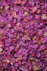 Fototapeta premium Purple Bougainvillea leafs background. Фиолетовые листя