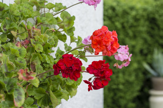 Red blooms of pelargonium with leaves.