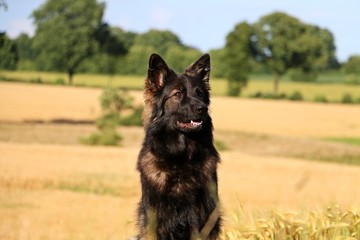 schäferhund portrait im kornfeld