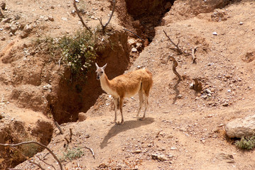 LLama en su hábitat