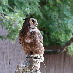 Hibou Grand Duc d'Europe