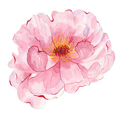Watercolor hand painted flower pink peony isolated on white background © madiwaso