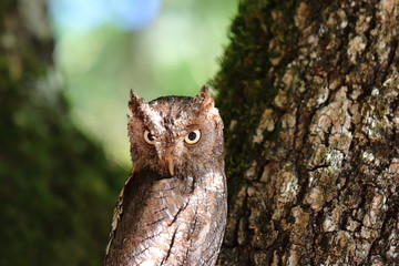 Hibou Petit Duc Scops, sur son arbre.