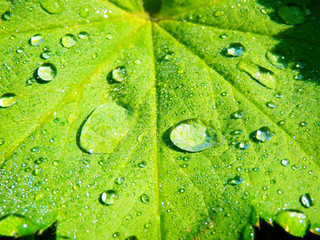 Colo macro photography of bright rain drops on leaf.