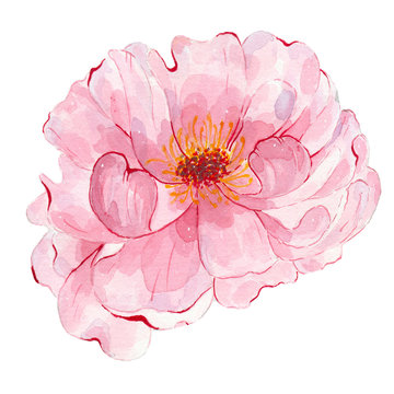 Watercolor hand painted flower pink peony isolated on white background